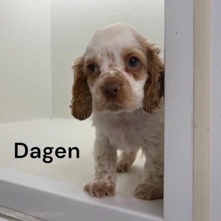 puppy, for, sale, Cocker Spaniel, Joe & Cherri  Overlease, dog, breeder, Miller, MO, dog-breeder, puppy-for-sale, forsale, nearby, find, puppyfind, locator, puppylocator, aca